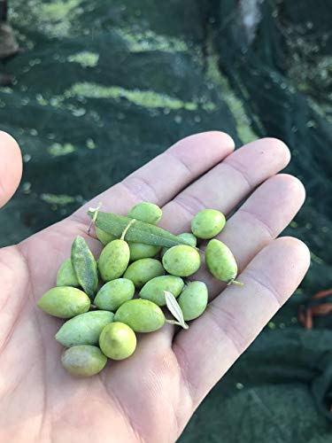 Aceite de Oliva Extra Virgen con Orégano miniatura 6