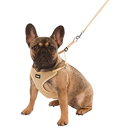 Kerbl Pet Welpengeschirr mit Leine, beige, 24-44 cm/10 mm