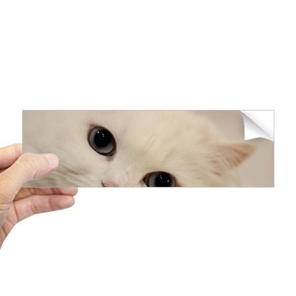 Autocollant rectangulaire fenêtre chat blanc pour masquer le vis-à-vis