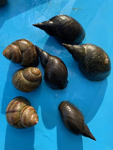 Gartenteich/Biotopset mittel- 5 mittlere Teichmuscheln + 5 Sumpfdeckelschnecken + 5 Posthornschnecken + 5 Spitzschlammschnecken