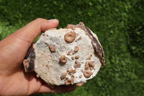 Image of Douvilleiceras & Gastropods Plate Cretaceous Fossils Fossils from Morocco Fossil Rock Ammonites Fossil A202