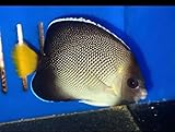 LG Cream Angel -Live Saltwater Aquarium Fish