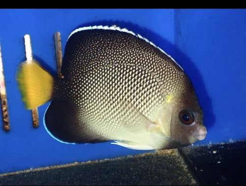 LG Cream Angel -Live Saltwater Aquarium Fish