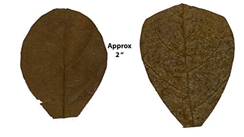 Image of Awesome Aquatic Shrimp & Betta Leaves Catappa /Indian Almond, Dadap, Mulberry Natural Habitat Tannin Producing Improves Immunity Easy to USE (Catappa Mini 2 in 25 Pk) | Natural Catappa Indian almond leaves for bettas, shrimp & fish. Releases tannins for blackwater aquariums and habitats.