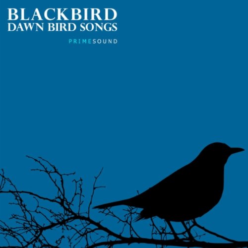 Blackbird Garden Tree House Bird Song