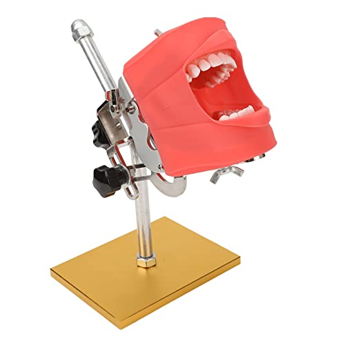 NSXAYIWE Zahnmodell Gebiss Modell, Zahnmedizinisches Standard-Zahnmodell Dentalmodel, Zahnärztliches Lehrzahnmodell, Demonstrations-Zahnmodellhalterung, Für Studium Typodont Und Dentallehrung