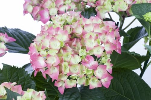 Hydrangea Rosa Hortensia Perfecta para Terrazas Jardines y Espacios Abiertos