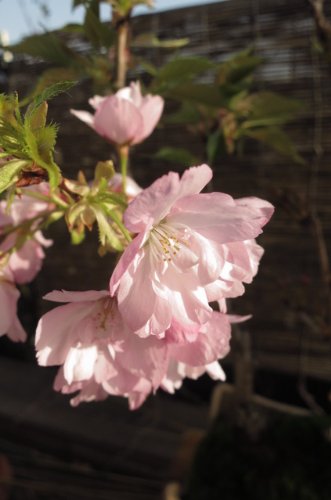 Amazon.co.jp: 旭山桜 苗 サクラ苗 八重咲きの お花で 春には お花見