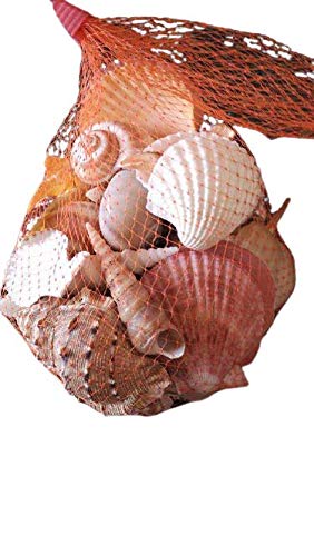 Rainbow Seashell Handcrafted - Seashells for Aquarium | Fish Tank | Art Craft (B08S79DCRX) Amazon Price History, Amazon Price Tracker