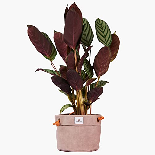 Concept Casa Large Waxed Canvas Handmade Hanging Planter For Indoor/Outdoor Plants thumb #3