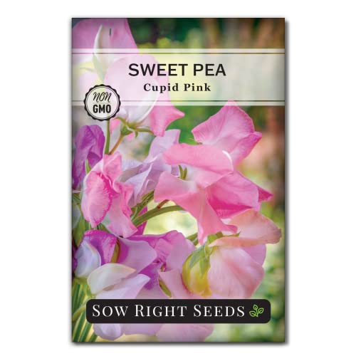 Sow Right Seeds - Sweet Pea &ldquo;Cupid Pink&rdquo; Seeds for Planting - Non-GMO Heirloom Seeds - Fragrant...