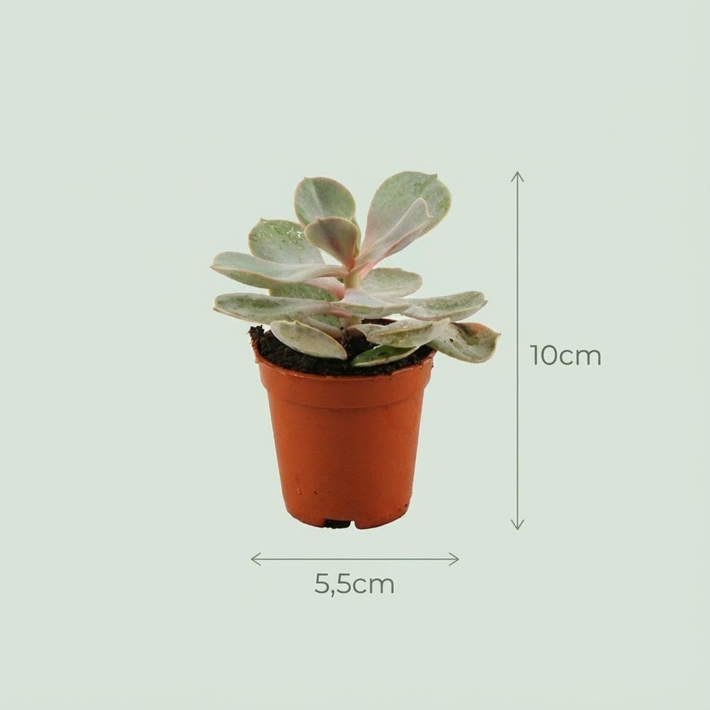Mix di Mini Piante Grasse da Interno, Set da 9 Pezzi, Ø 5.5 cm