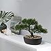 Artificial Bonsai Tree Juniper Faux Plants Indoor Small Fake Plants Decor with Ceramic Pots for Home Table Office Desk Bathroom Shelf Bedroom Living Room Farmhouse Decorations