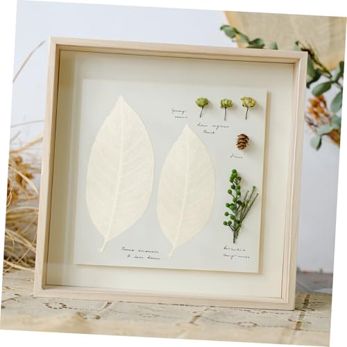 Hojas esqueletizadas naturales para manualidades y decoración miniatura 4