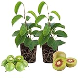 2 Hardy Kiwi Plants Live, Well Rooted 4-6' Tall Kiwi Vines, Perennial Fruit Plants for Garden or Trellis