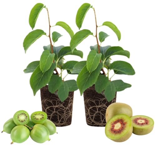 2 Hardy Kiwi Plants Live, Well Rooted 4-6' Tall Kiwi Vines, Perennial Fruit Plants for Garden or Trellis