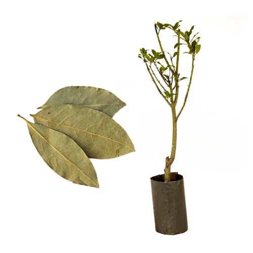 Genérico, Muda de Louro 50 a 80cm AMK - Plantas Online