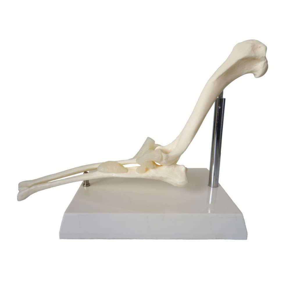 Ellenbogengelenk-Modell für Hunde und Hunde, Lehrmittel für Veterinärstudien, Display-Unterricht, medizinisches Modell. Animal Body Anatomy Dog Ellenbogen für das Veterinäramt