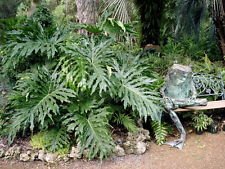 Philodendron selloum HARDY DWARF SPLITLEAF PHILODENDRON EXOTIC TROPICAL !