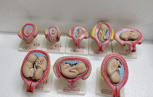 Image of ISKO Study Model Human Female Pelvis Section Pregnancy Anatomical Model Anatomy Model Pregnancy Pelvis Female Pelvis Model Fetus