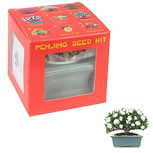 Eve's Garden Dwarf Gardenia Penjing Seed Kit, The Chinese Art of Bonsai, Complete Kit to Grow...