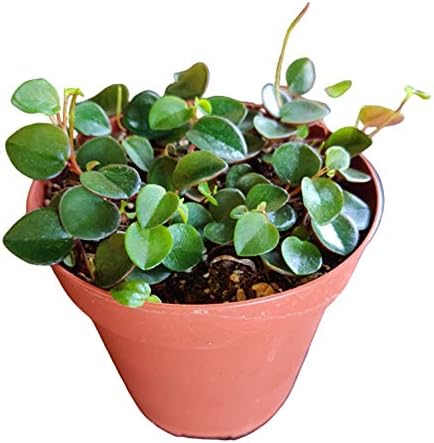 Live 4" Pot Peperomia Ruby Cascade Plants for Gift & Home Decor