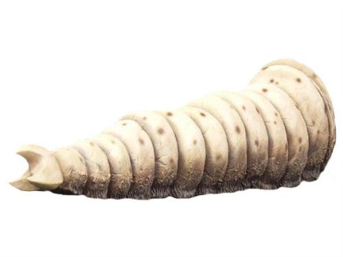【中古】「非常に良い」東宝30cmシリーズ 第9弾 モスラ幼虫 (PVC塗装済み完成品 一部組立て式) Amazon.co.jp: 東宝30cmシリーズ 第9弾 モスラ幼虫 (PVC塗装済み完成品