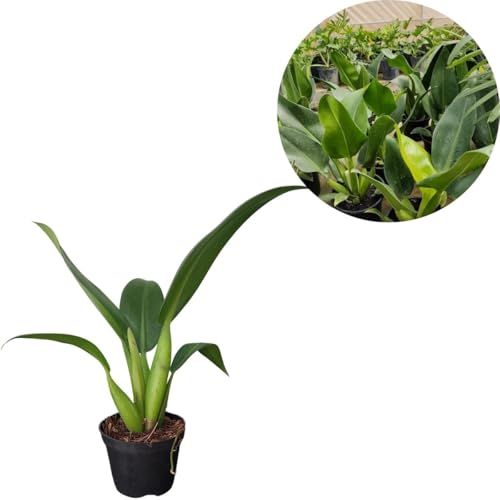 Folhagem Pacová Babosa De Pau Philodendron Martianum Planta