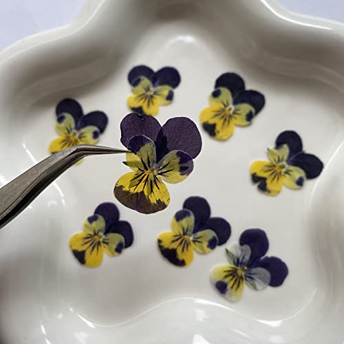Flores prensadas secas Natural Pansy 12 pcs miniatura 5