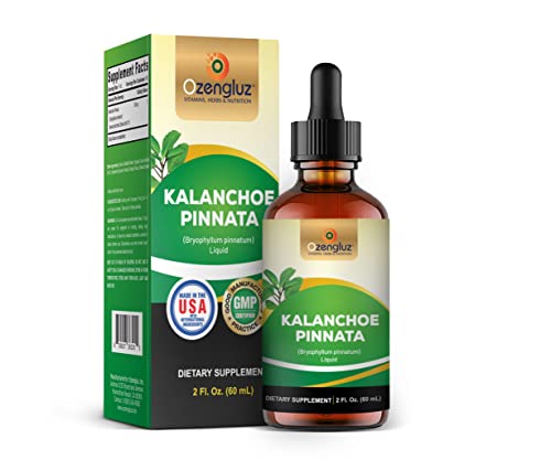 Ozengluz Kalanchoe Pinnata (Bryophyllum Pinnatum), Glycerite, Dried Leaf and Stem