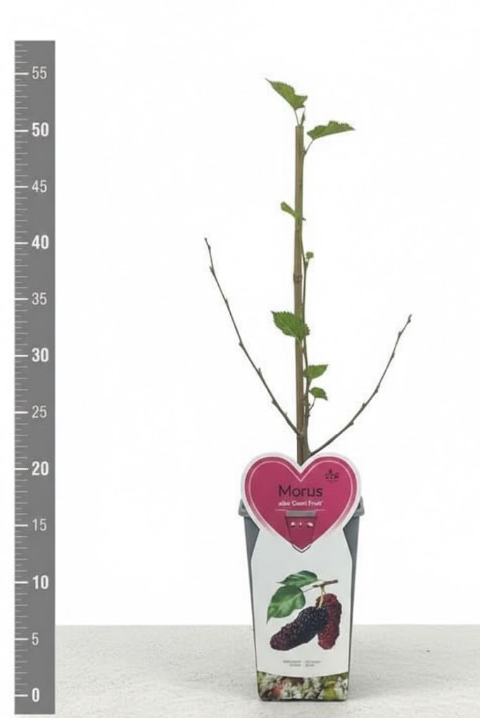1 Pianta di Mora su vaso alto " Giant fruit", frutto gigante MODIPITRE