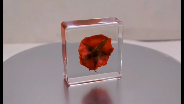 Image of 38mm Small Red Rose Flower in Crystal Clear Lucite Resin Specimen Botanist Herb Herbarium Crafts Collection for Botany Science Education & Desk Ornament Display Small Paperweight