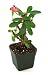 Euphorbia milii 'Dwarf Apache' - Crown of Thorns