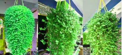 See full amazon price history chart for Nandhanam hanging plants Turtle vine - 40 strings healthy live plants (10 * 4) Nandhanam hanging plants Turtle vine - 40 strings healthy live plants (10 * 4) (B0BSGTRL9L) Amazon Price History, Amazon Price Tracker