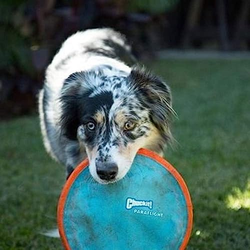Image of Chuckit! Amphibious Fetch Balls (Set of 3) Paraflight Flying Disc Dog Toy, Large (9.75 inch)
