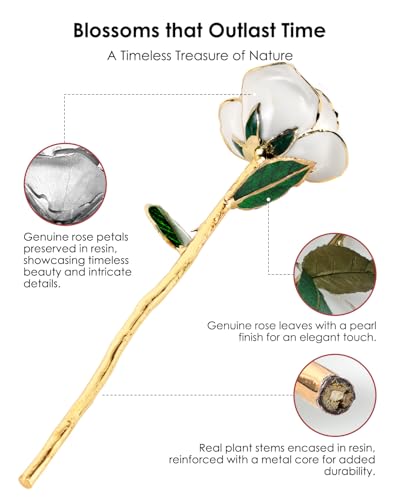 Image of 24K Gold Dipped Real Rose, Preserved Gift for Her, Ivory White