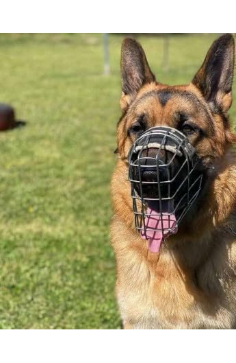 Tschechische Art Eisen Maulkorb Für weibliche Rottweiler