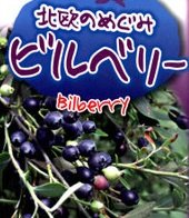 新しく買っちゃった ビルベリー 記録メモ