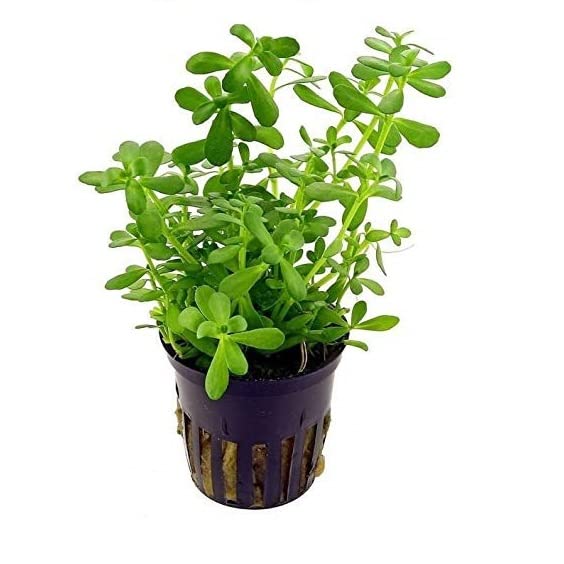 Bacopa Monnieri Live Aquatic Plant | Brammi Ayurvedic Plant | Brahmi ...
