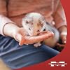 Marshall Premium Ferret Diet Dry Food 6 lbs Supports Digestion, Energy & Muscle Maintenance Balanced Small Animal Food with Vitamins & Essential Minerals