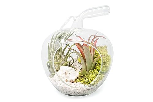 Air Plant Shop Apple Terrarium with Pebble Kit and Tillandsia