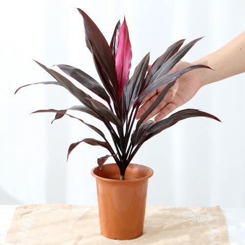 Amazon｜（観葉植物）コルディリネ アイチアカ 4号（1鉢