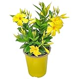 Live Dipladenia Bush with Yellow Flowers - Partial to Full Sunlight Plant - 12' to 16' Overall Height - 6' Growers Planter - Tropical Plants of Florida (Plant in Growers Planter)