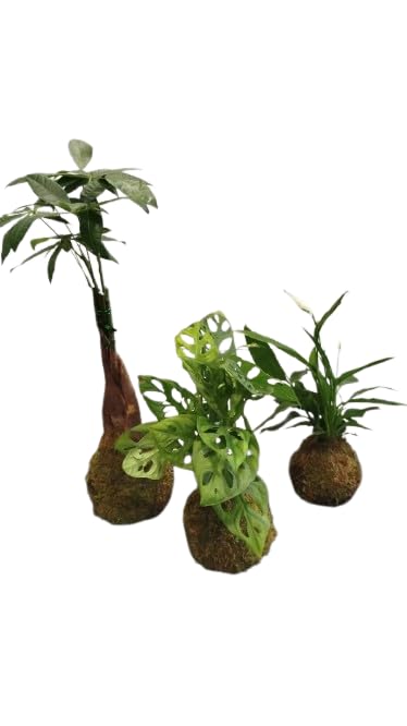 Kokedama de Monstera Adansonii – Planta Natural en Musgo – Costilla de Adán Mini – DECOALIVE