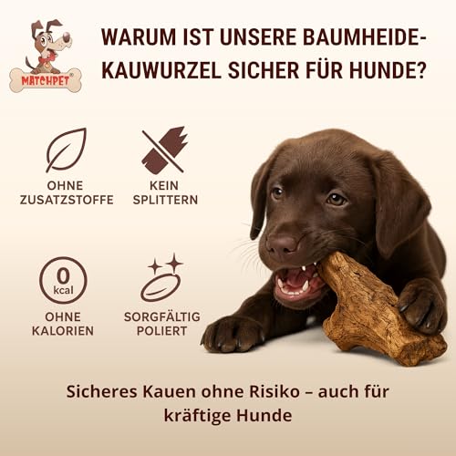 Kauwurzel für Hunde aus Baumheide Natürlicher Kausnack aus Hartholz Langlebig & splitterfrei Extra Kleine 2 Stück