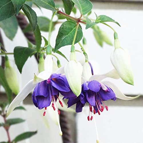 Fuchsia Seeds Attracts Bees & Hummingbirds Deciduous Shrub Low Maintenance Beds Borders Patio Containers Outdoor 100Pcs Flower Seeds By Yegaol Garden #TOP27