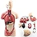 Csatai 28CM Modello Anatomico Torso Corpo Umano Modello Diaframma Toracico Cuore Di PVC,giocattolo Educativo Puzzle Per Bambini