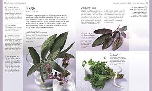 Dk ILLUSTRATIONS Herbs & Spices: Over 200 Herbs And Spices thumb #1