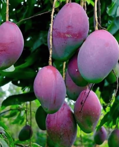 Image of All-Time 12 Months Hybrid Grafted Guti Kolom Live Fruit Plant Original & Authentic Organic Tree for Outdoor Fast-Growing Fruit Plant Home Gardens Pack Of-1 (Purple Original Miyazaki Mango, medium)