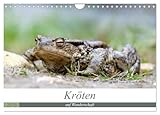 Kröten auf Wanderschaft (Wandkalender 2026 DIN A4 quer), CALVENDO Monatskalender: Kröten unterwegs zu den Laichplätzen (CALVENDO Tiere) - CALVENDO, Johann Rudolf Bogner 